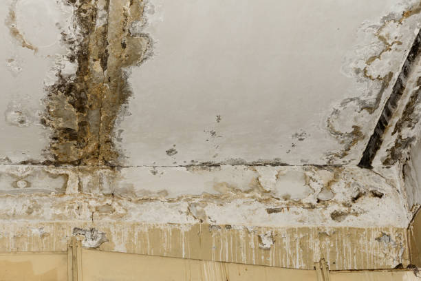 Reliable Malvern, OH Mold Inspection, Removal & Remediation Solutions